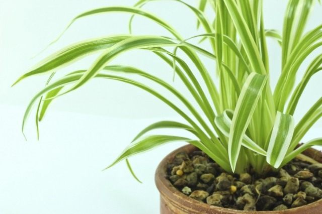 Хлорофитум хохлатый (Chlorophytum comosum) Хлорофитум хохлатый (Chlorophytum comosum)