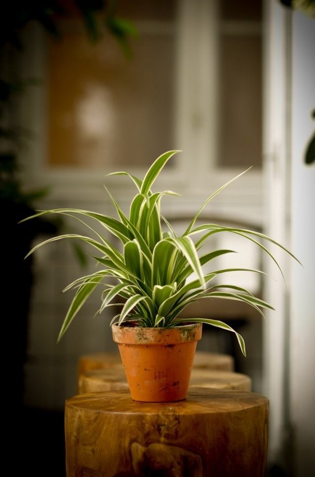 Хлорофитум хохлатый (Chlorophytum comosum) Хлорофитум хохлатый (Chlorophytum comosum)