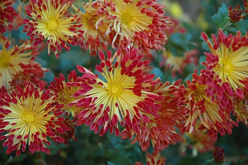 Chrysanthemum-Matchsticks-1