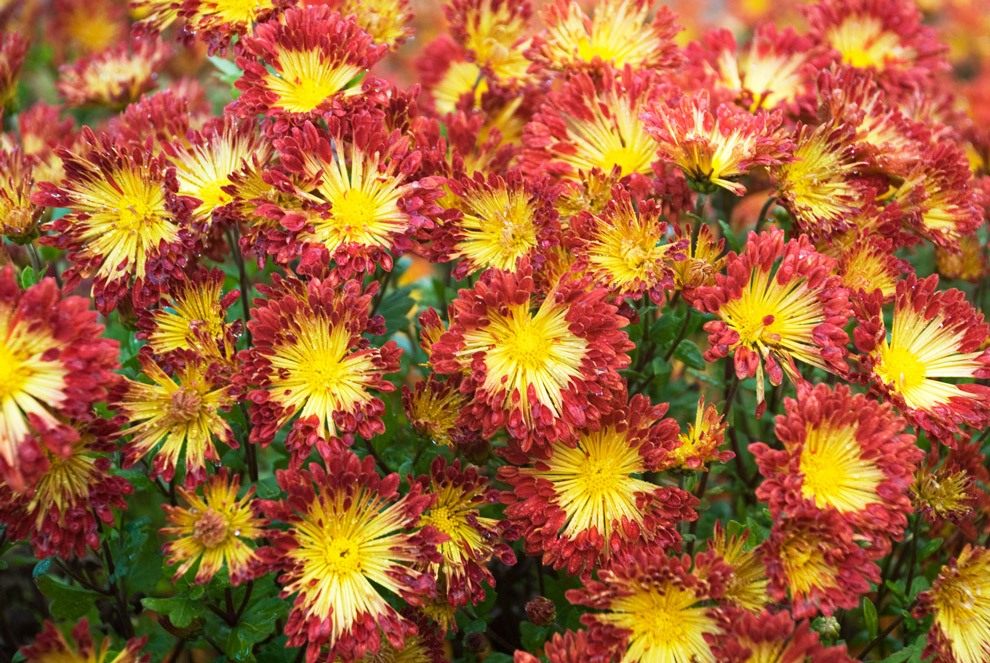 Chrysanthemum-Matchsticks-3
