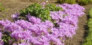 Безвременник (Colchicum)
