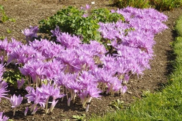 Безвременник (Colchicum) Безвременник (Colchicum)