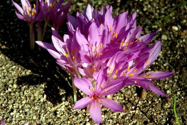 Безвременник осенний, или Колхикум осенний (Colchicum autumnale) Безвременник осенний, или Колхикум осенний (Colchicum autumnale)