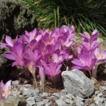Безвременник киликийский, или Колхикум киликийский (Colchicum cilicicum) Безвременник киликийский, или Колхикум киликийский (Colchicum cilicicum)