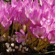 Безвременник великолепный, или Колхикум великолепный (Colchicum speciosum) Безвременник великолепный, или Колхикум великолепный (Colchicum speciosum)