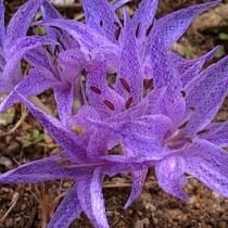 Безвременник пёстрый, или Колхикум пёстрый (Colchicum variegatum) Безвременник пёстрый, или Колхикум пёстрый (Colchicum variegatum)