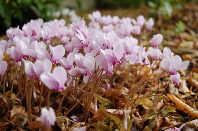 Цикламен плющелистный, или Цикламен неаполитанский (Cyclamen hederifolium) Цикламен плющелистный, или Цикламен неаполитанский (Cyclamen hederifolium)