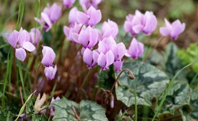 Цикламен пурпурный, или Цикламен европейский (Cyclamen purpurascens) Цикламен пурпурный, или Цикламен европейский (Cyclamen purpurascens)