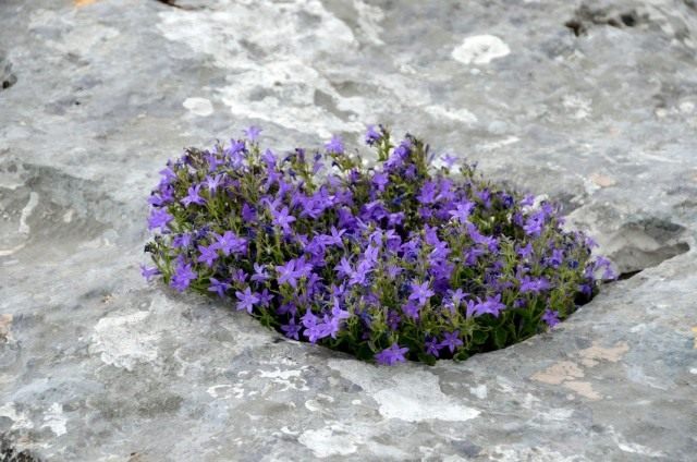Эдрайантус ползучий (Edraianthus serpyllifolius) Эдрайантус ползучий (Edraianthus serpyllifolius)