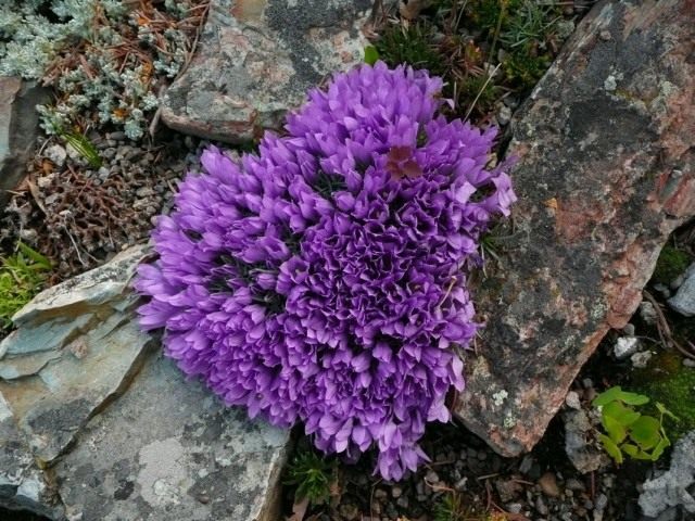 Эдрайантус карликовый (Edraianthus pumilio) Эдрайантус карликовый (Edraianthus pumilio)