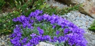 Эдрайантус карликовый (Edraianthus pumilio)