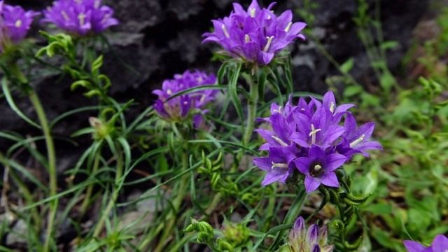 Эдрайантус далмацкий (Edraianthus dalmaticus) Эдрайантус далмацкий (Edraianthus dalmaticus)