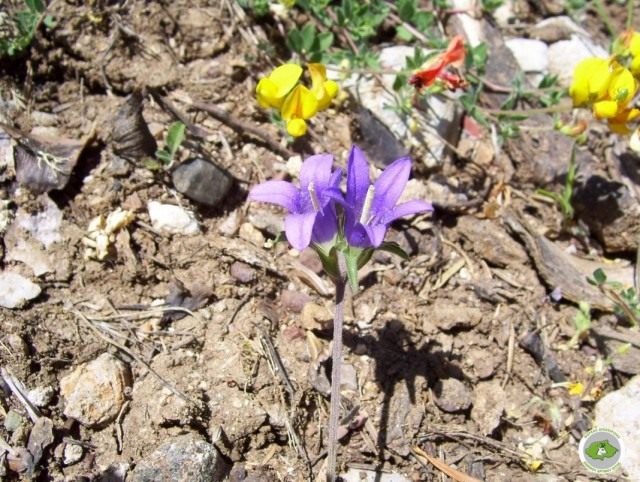 Эдрайантус парнасский (Edraianthus parnassicus) Эдрайантус парнасский (Edraianthus parnassicus)