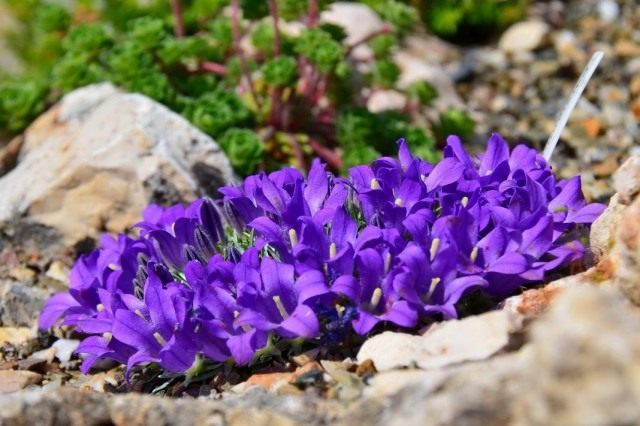 Эдрайантус карликовый (Edraianthus pumilio) Эдрайантус карликовый (Edraianthus pumilio)
