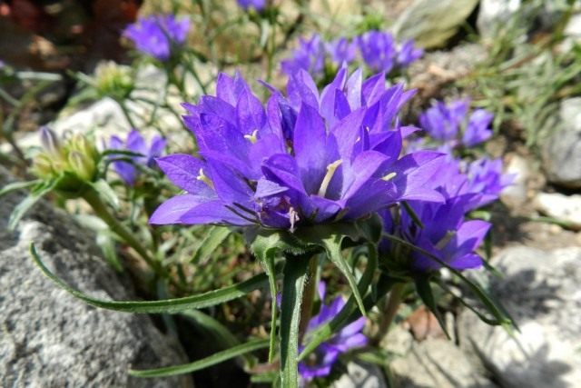 Эдрайантус сербский (Edraianthus serbicus) Эдрайантус сербский (Edraianthus serbicus)