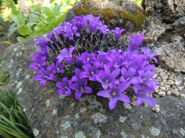Эдрайантус ползучий (Edraianthus serpyllifolius) Эдрайантус ползучий (Edraianthus serpyllifolius)