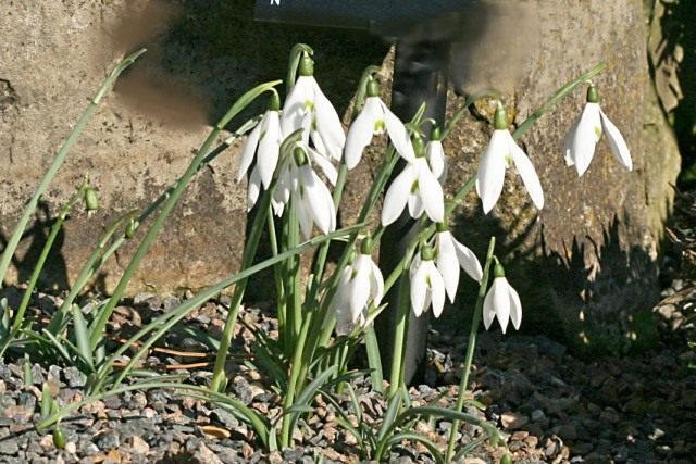 Подснежник королевы Ольги (Galanthus reginae-olgae) Подснежник королевы Ольги (Galanthus reginae-olgae)