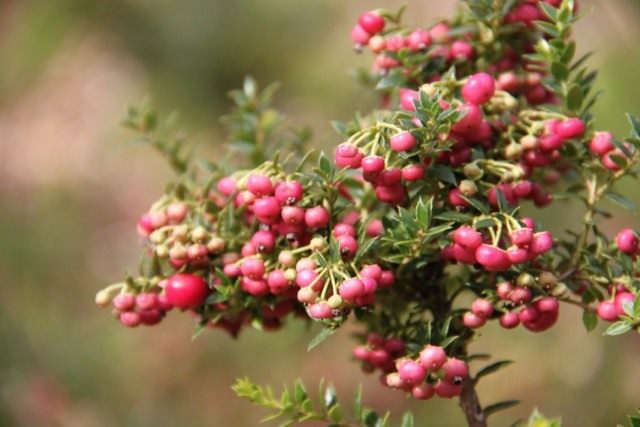 Гаультерия (Gaultheria)