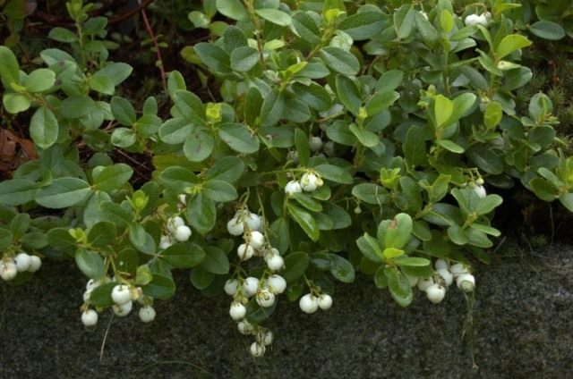 Гаультерия (Gaultheria)