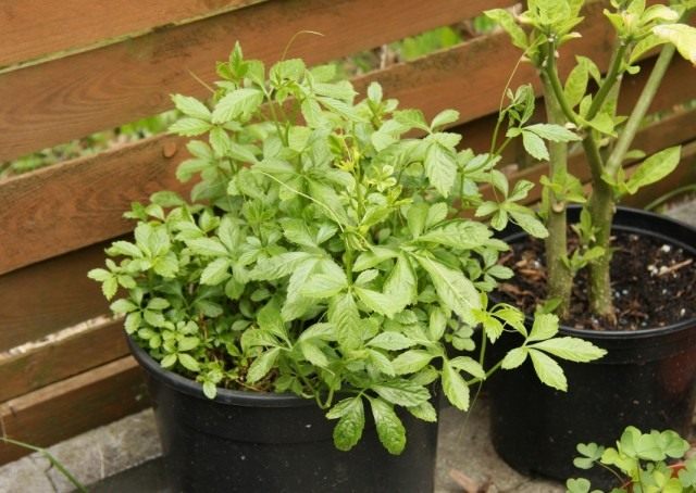 Гиностемма пятилистная (Gynostemma pentaphyllum) Гиностемма пятилистная (Gynostemma pentaphyllum)