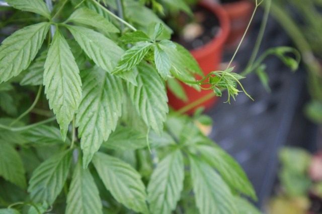 Гиностемма пятилистная (Gynostemma pentaphyllum) Гиностемма пятилистная (Gynostemma pentaphyllum)