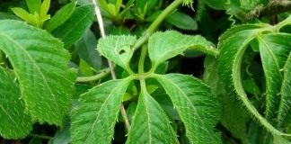 Гиностемма пятилистная (Gynostemma pentaphyllum)