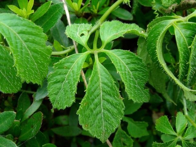 Гиностемма пятилистная (Gynostemma pentaphyllum) Гиностемма пятилистная (Gynostemma pentaphyllum)