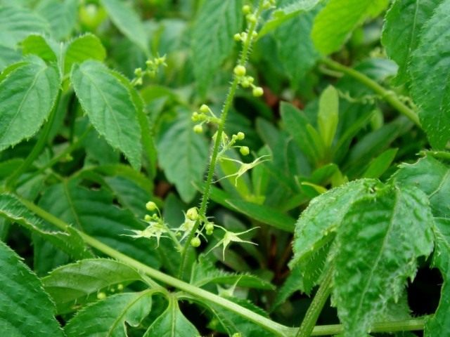 Гиностемма пятилистная (Gynostemma pentaphyllum) Гиностемма пятилистная (Gynostemma pentaphyllum)