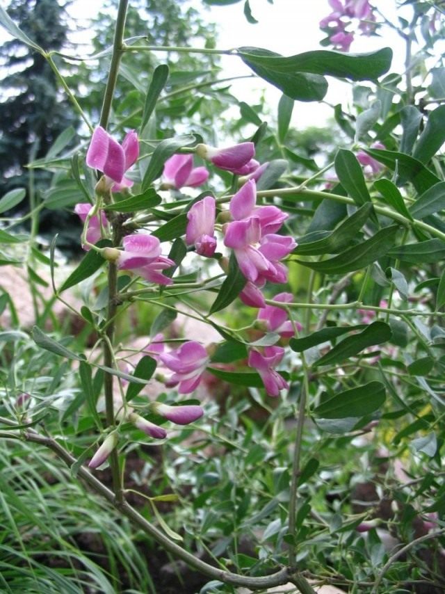 Чингиль (чемыш, шенгил) серебристый (Halimodendron halodendron) Чингиль (чемыш, шенгил) серебристый (Halimodendron halodendron)