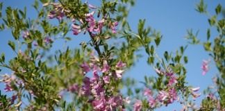 Чингиль (чемыш, шенгил) серебристый (Halimodendron halodendron)