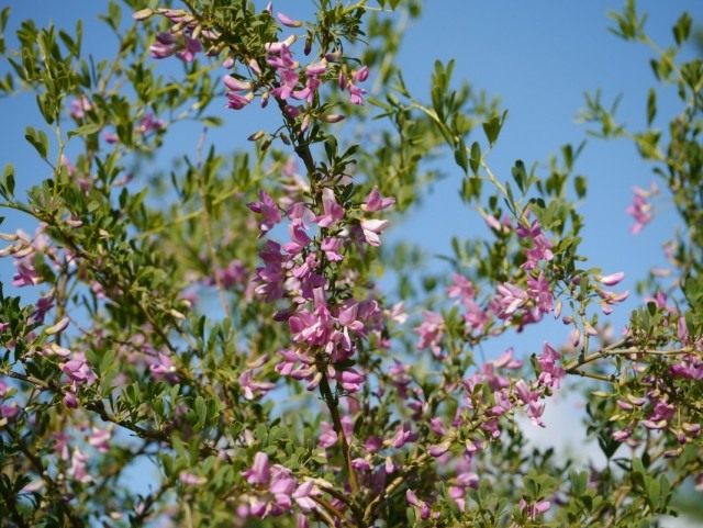 Чингиль (чемыш, шенгил) серебристый (Halimodendron halodendron) Чингиль (чемыш, шенгил) серебристый (Halimodendron halodendron)