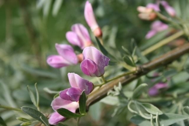 Чингиль (чемыш, шенгил) серебристый (Halimodendron halodendron) Чингиль (чемыш, шенгил) серебристый (Halimodendron halodendron)