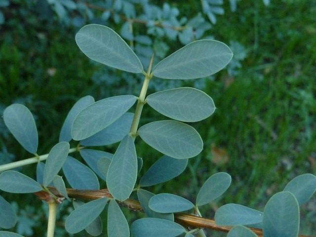 Чингиль (чемыш, шенгил) серебристый (Halimodendron halodendron)