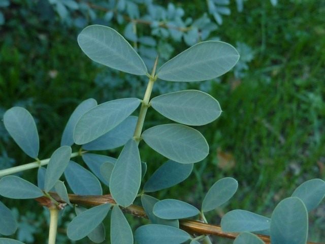 Чингиль (чемыш, шенгил) серебристый (Halimodendron halodendron) Чингиль (чемыш, шенгил) серебристый (Halimodendron halodendron)