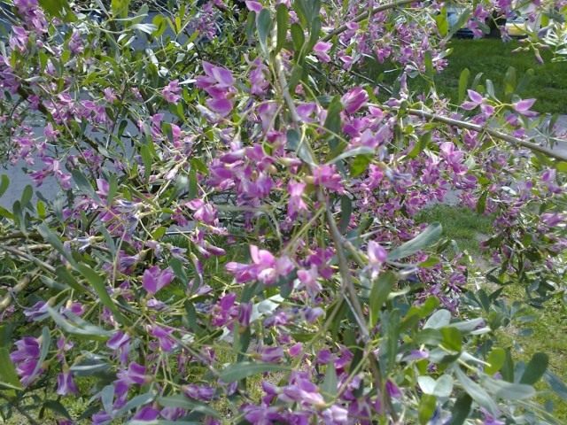 Чингиль (чемыш, шенгил) серебристый (Halimodendron halodendron) Чингиль (чемыш, шенгил) серебристый (Halimodendron halodendron)