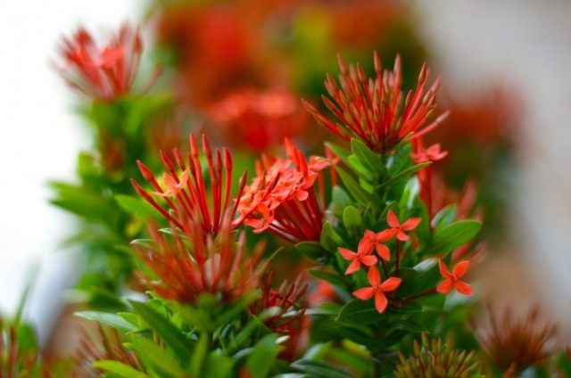 Иксора (Ixora) Иксора (Ixora)
