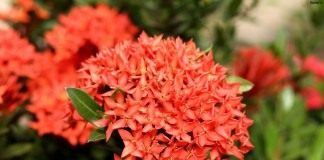 Иксора ярко-красная (Ixora coccinea)