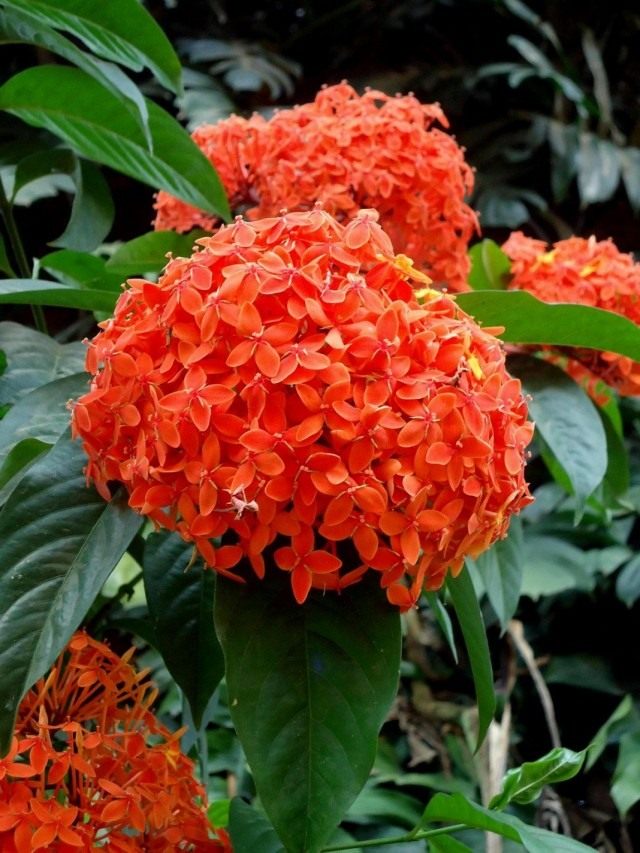 Иксора яванская (Ixora javanica) Иксора яванская (Ixora javanica)