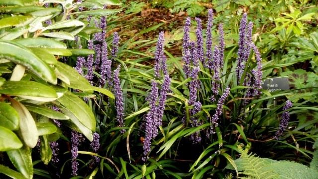Лириопе мускари (Liriope muscari) Лириопе мускари (Liriope muscari)