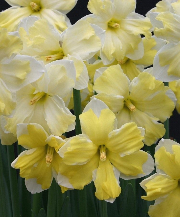 NarcissusCassata-2