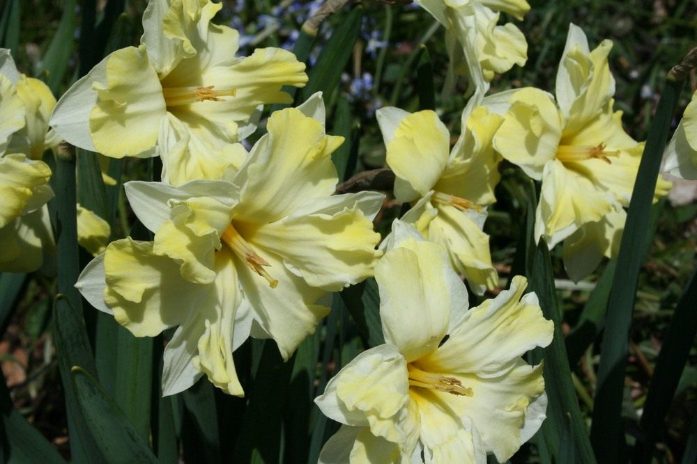 NarcissusCassata-3