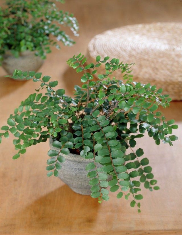Пеллея круглолистная (Pellaea rotundifolia) Пеллея круглолистная (Pellaea rotundifolia)