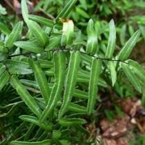 Пеллея темно-пурпурная (Pellaea atropurpurea) Пеллея темно-пурпурная (Pellaea atropurpurea)