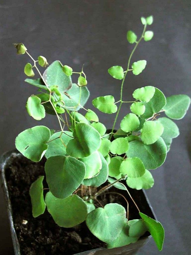 Пеллея яйцевидная (Pellaea ovata) Пеллея яйцевидная (Pellaea ovata)