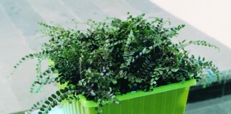 Пеллея круглолистная (Pellaea rotundifolia)