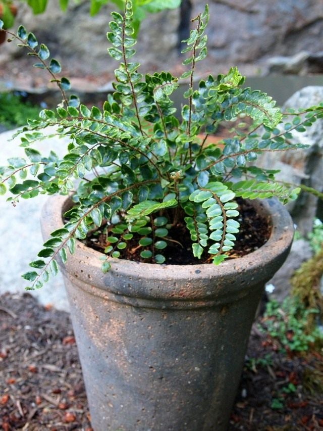 Пеллея круглолистная (Pellaea rotundifolia) Пеллея круглолистная (Pellaea rotundifolia)