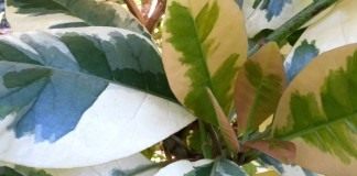 Пизония зонтичная форма вариегата (Pisonia umbellifera f. variegata)