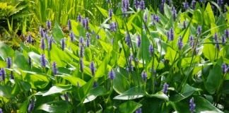Понтедерия сердцелистная (Pontederia cordata)