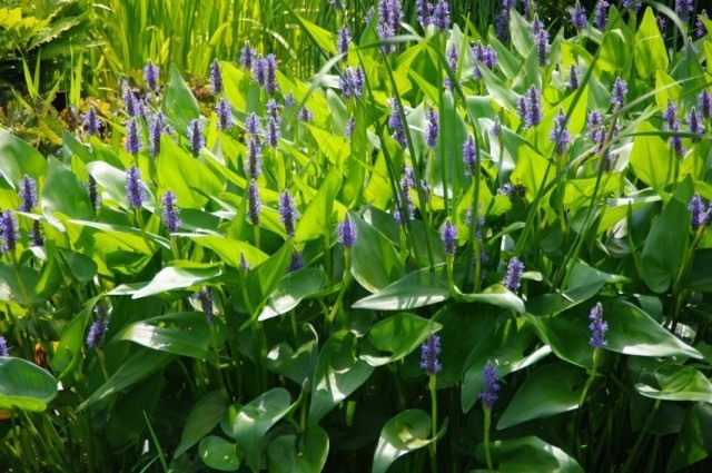 Понтедерия сердцелистная (Pontederia cordata) Понтедерия сердцелистная (Pontederia cordata)
