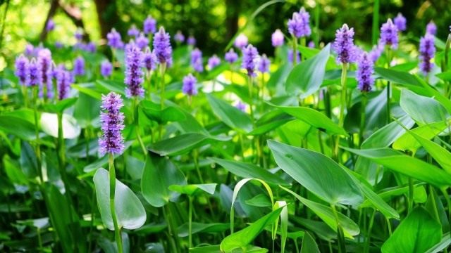 Понтедерия сердцелистная (Pontederia cordata) Понтедерия сердцелистная (Pontederia cordata)